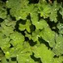 Alchemilla mollis