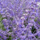 Perovskia atriplicifolia 'Blue Spire'