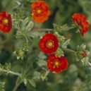 Potentilla atrosanguinea