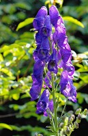 Aconitum carmichaelii  'Arendsii' 