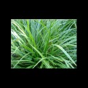 Carex morrowii 'Variegata'