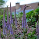 Veronicastrum virginicum 'Fascination'