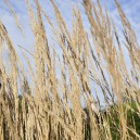 Calamagrostis x acutiflora 'Karl Foerster'