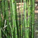 Equisetum hyemale