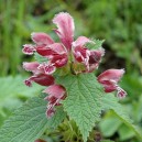 Lamium orvala