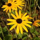 Rudbeckia fulgida 'Goldsturm'