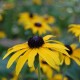 Rudbeckia fulgida speciosa