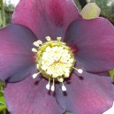 Helleborus orientalis