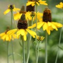 Rudbeckia maxima