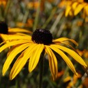 Rudbeckia fulgida deamii