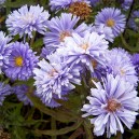 Aster novi-belgii 'Marie Ballard'