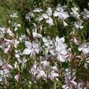 Gaura lindheimeri