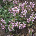 Lamium maculatum 'Chequers'