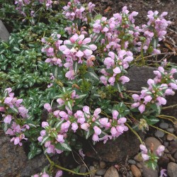 Lamium maculatum 'Chequers'