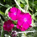 Lychnis coronaria 'Atrosanguinea'