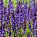 Salvia  nemorosa  ‘Mainacht’