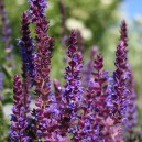 Salvia  nemorosa  ‘Ostfriesland’