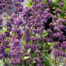 Salvia verticillata 'Purple Rain'