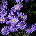 Aster dumosus 'Prof. Anton Kippenberg'