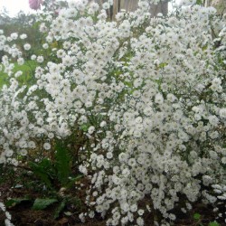 Aster pringlei 'Monte Cassino'