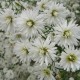 Aster pringlei 'Monte Cassino'