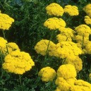 Achillea filipendulina 'Cloth of Gold'