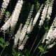 Actaea racemosa