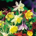 Aquilegia 'McKana Hybrids'