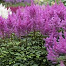 Astilbe arendsii Amethyst