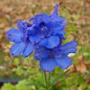 Delphinium grandiflorum 'Blue Butterfly'