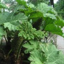 Gunnera manicata