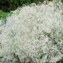 Gypsophila paniculata