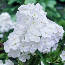 Phlox paniculata 'White Admiral'