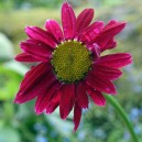 Tanacetum coccineum 'Robinson's Red'