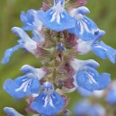 Salvia uliginosa