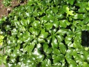 Pachysandra terminalis 'Green Sheen'