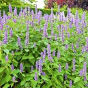 Agastache 'Blue fortune'