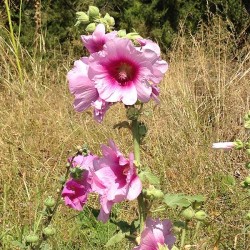 Alcea rosea