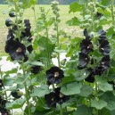 Alcea rosea 'Nigra'