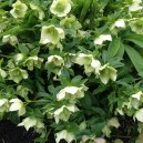 Helleborus orientalis 'White Lady'