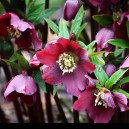 Helleborus orientalis 'Red Lady'