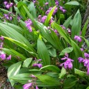 Bletilla striata