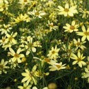 Coreopsis verticillata 'Moonbeam'