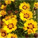 Coreopsis lanceolata 'Sterntaler'