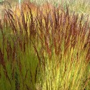 Deschampsia flexuosa 'Tatra Gold'