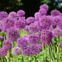 Allium aflatunense 'Purple Sensation'