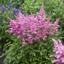 Astilbe  'Younique Lilac'