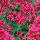 Centranthus ruber 'Coccineus'