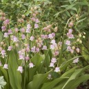 Convallaria majalis 'Rosea'