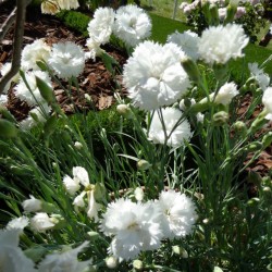 Dianthus (P) 'Haytor White'